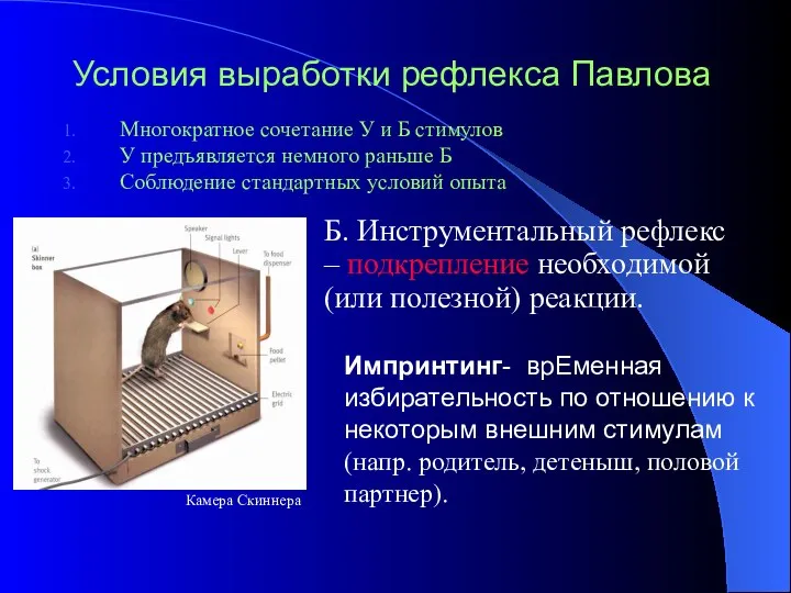 Условия выработки рефлекса Павлова Многократное сочетание У и Б стимулов У