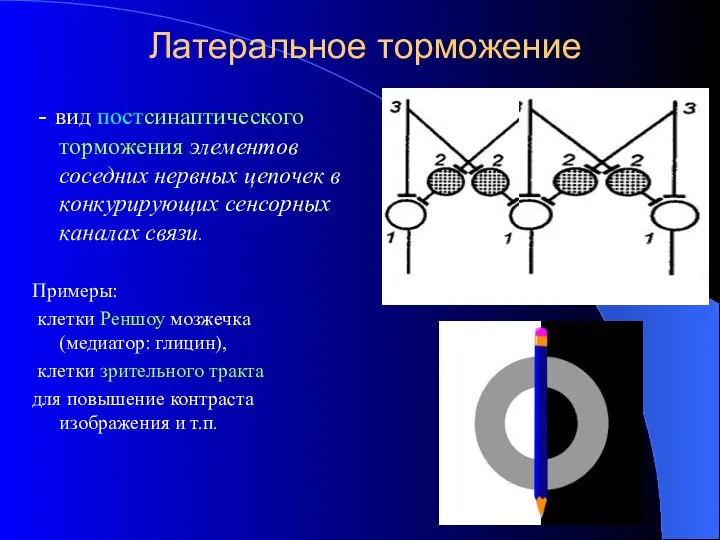 Латеральное торможение - вид постсинаптического торможения элементов соседних нервных цепочек в