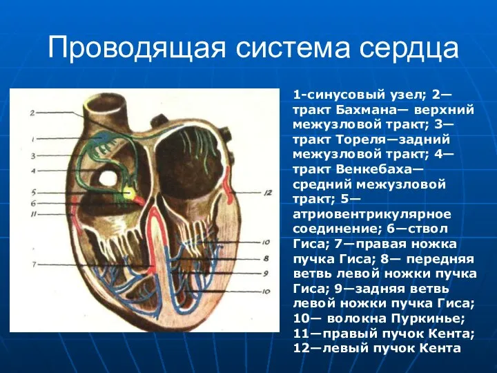 Проводящая система сердца 1-синусовый узел; 2—тракт Бахмана— верхний межузловой тракт; 3—