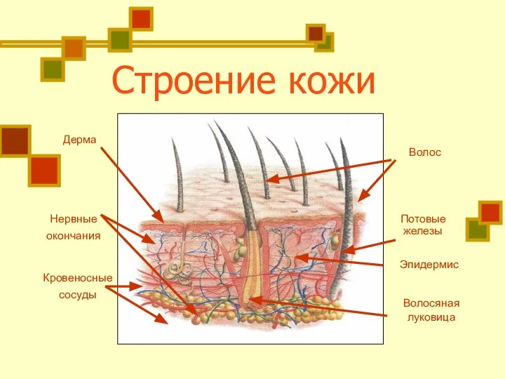 Строение кожи Дерма Волос Волосяная луковица Нервные окончания Кровеносные сосуды Эпидермис Потовые железы