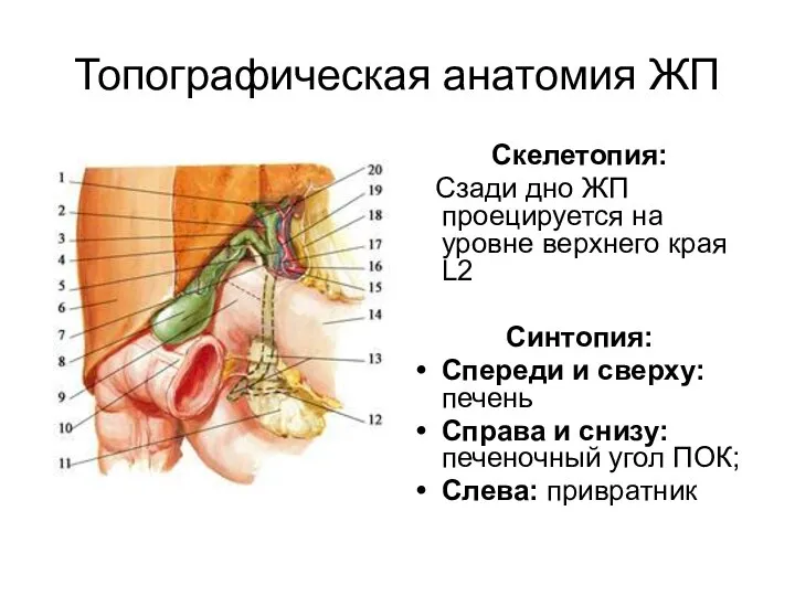 Топографическая анатомия ЖП Скелетопия: Сзади дно ЖП проецируется на уровне верхнего