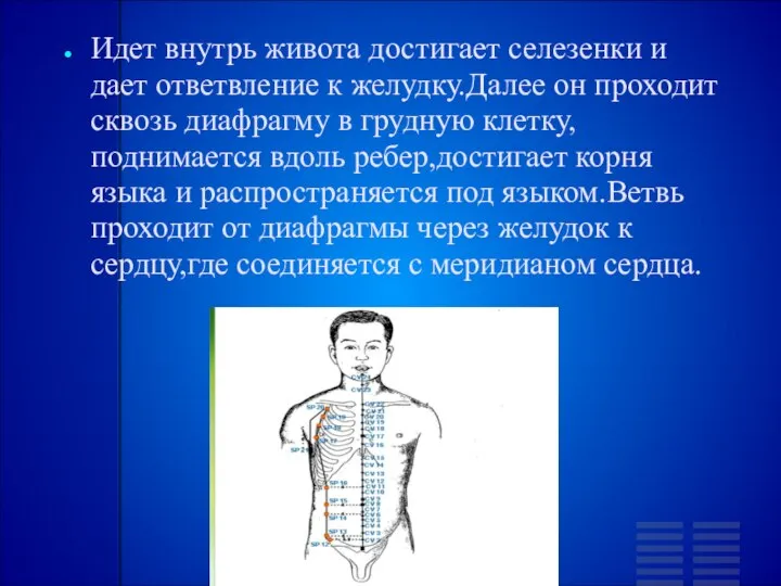 Идет внутрь живота достигает селезенки и дает ответвление к желудку.Далее он