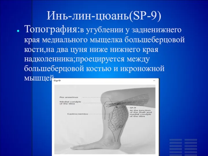 Инь-лин-цюань(SP-9) Топография:в угублении у задненижнего края медиального мыщелка большеберцовой кости,на два