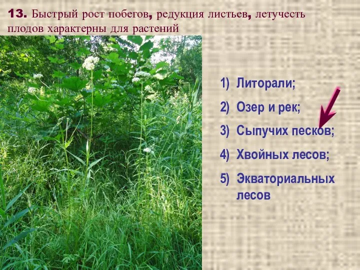 13. Быстрый рост побегов, редукция листьев, летучесть плодов характерны для растений