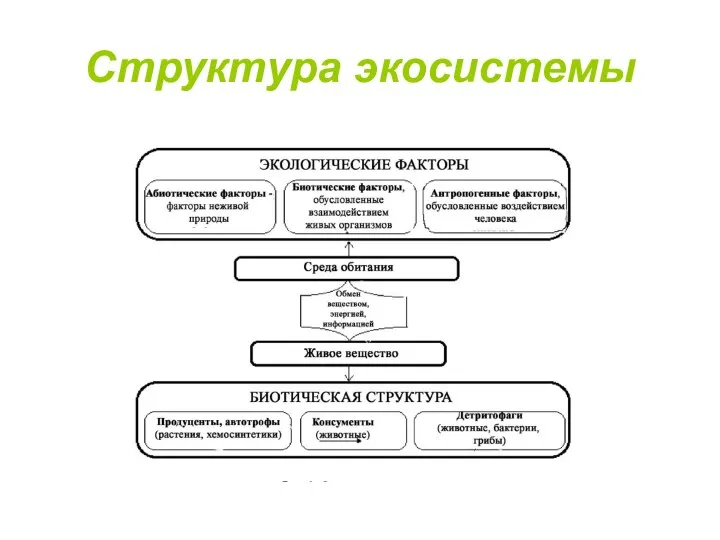 Структура экосистемы