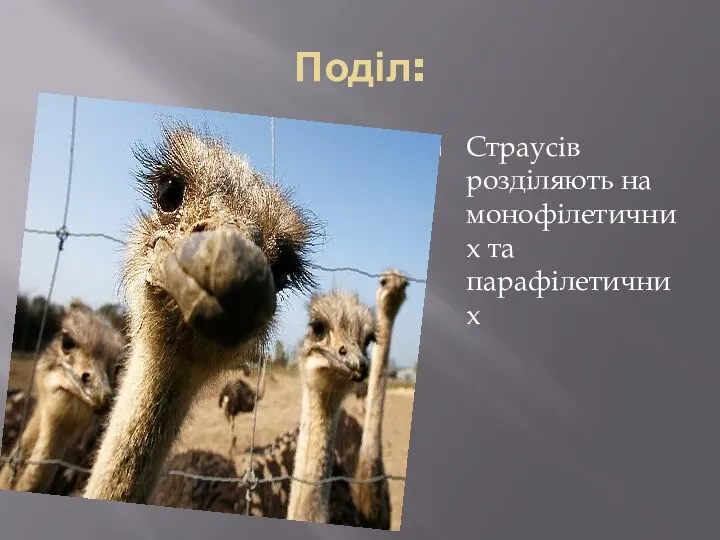 Поділ: Страусів розділяють на монофілетичних та парафілетичних