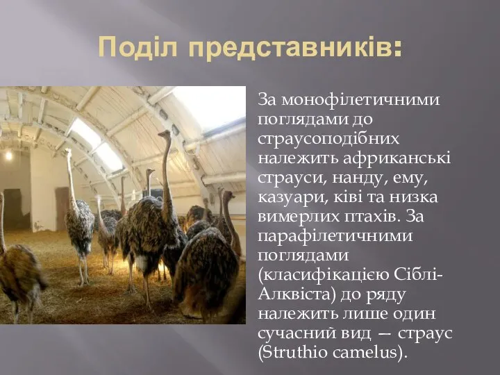 Поділ представників: За монофілетичними поглядами до страусоподібних належить африканські страуси, нанду,