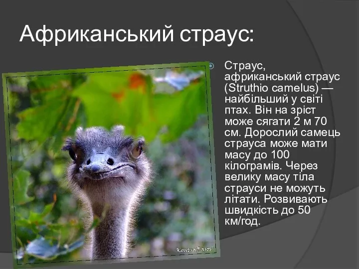 Африканський страус: Страус, африканський страус (Struthio camelus) — найбільший у світі