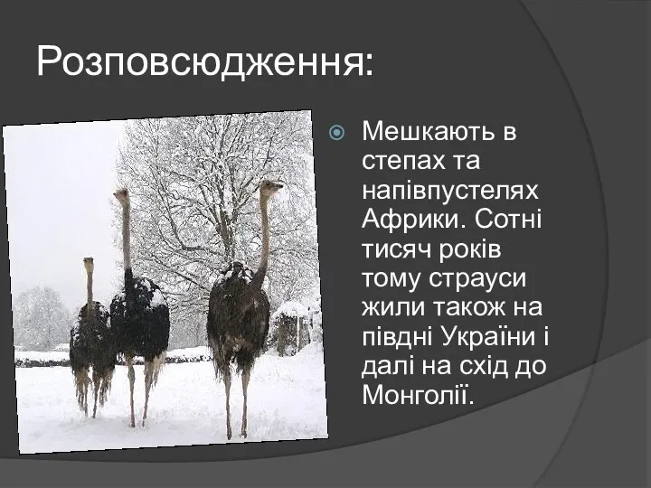 Розповсюдження: Мешкають в степах та напівпустелях Африки. Сотні тисяч років тому