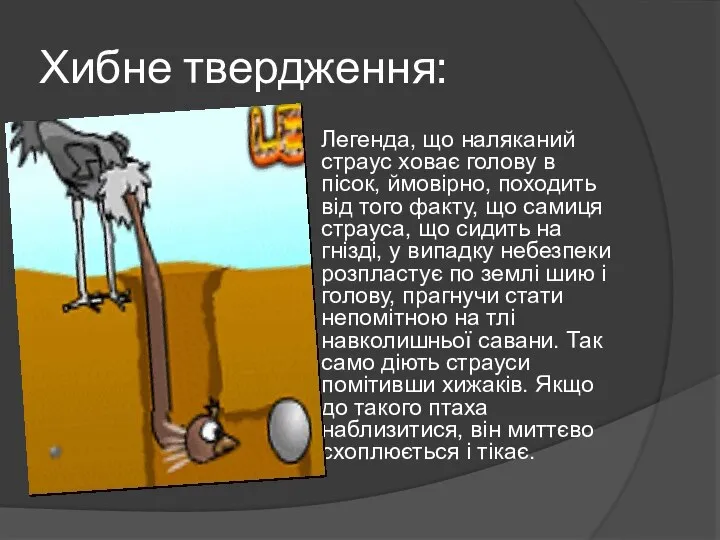 Хибне твердження: Легенда, що наляканий страус ховає голову в пісок, ймовірно,