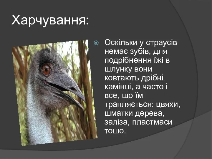 Харчування: Оскільки у страусів немає зубів, для подрібнення їжі в шлунку