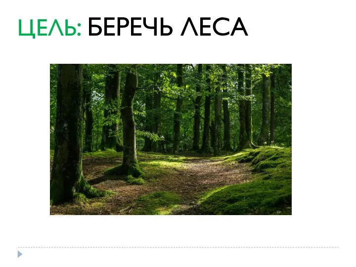 ЦЕЛЬ: БЕРЕЧЬ ЛЕСА