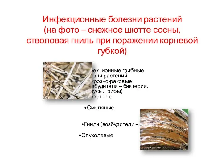 Инфекционные болезни растений (на фото – снежное шютте сосны, стволовая гниль