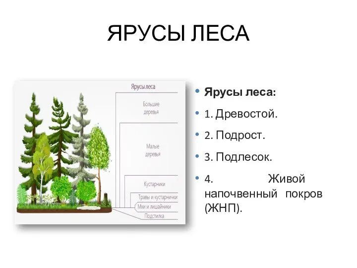 ЯРУСЫ ЛЕСА Ярусы леса: 1. Древостой. 2. Подрост. 3. Подлесок. 4. Живой напочвенный покров (ЖНП).