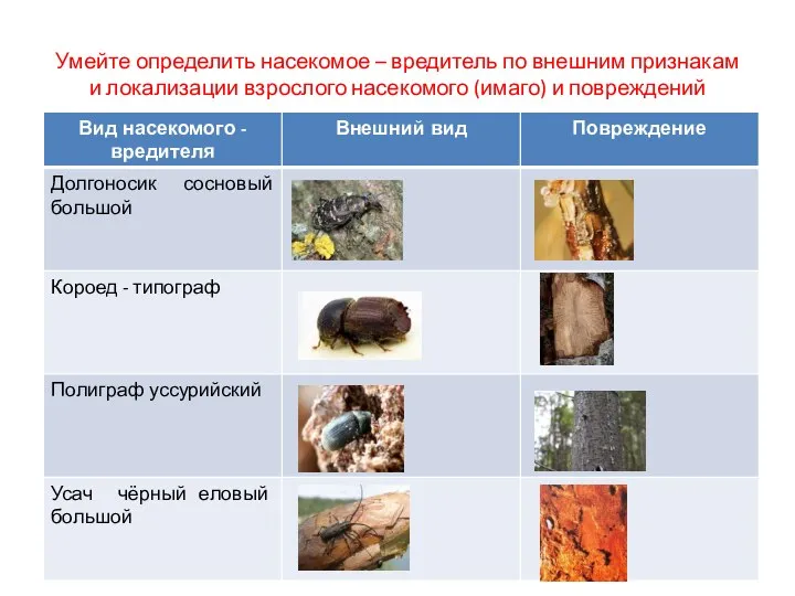 Умейте определить насекомое – вредитель по внешним признакам и локализации взрослого насекомого (имаго) и повреждений