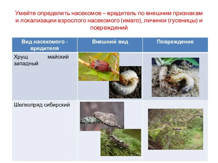 Умейте определить насекомое – вредитель по внешним признакам и локализации взрослого