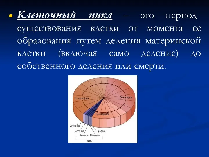 Клеточный цикл – это период существования клетки от момента ее образования