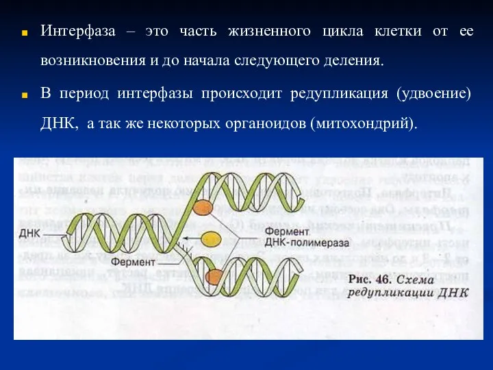 Интерфаза – это часть жизненного цикла клетки от ее возникновения и