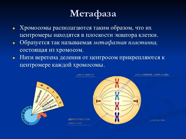 Метафаза Хромосомы располагаются таким образом, что их центромеры находятся в плоскости