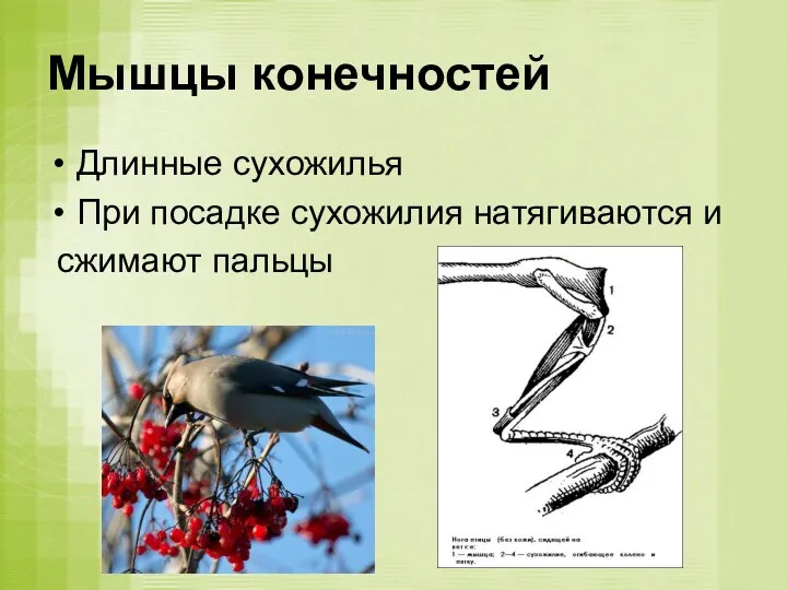 Мышцы конечностей Длинные сухожилья При посадке сухожилия натягиваются и сжимают пальцы