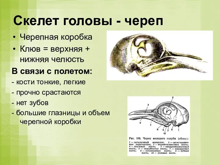 Скелет головы - череп Черепная коробка Клюв = верхняя + нижняя