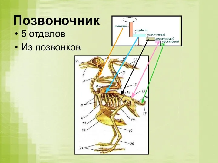 Позвоночник 5 отделов Из позвонков