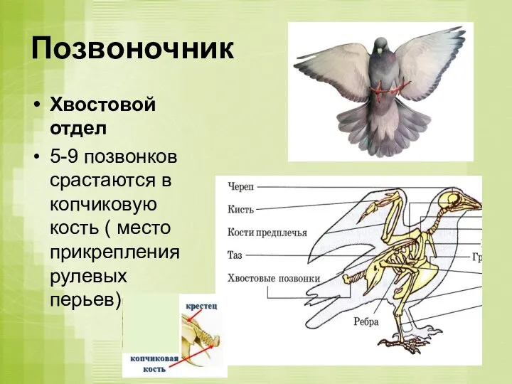 Позвоночник Хвостовой отдел 5-9 позвонков срастаются в копчиковую кость ( место прикрепления рулевых перьев)