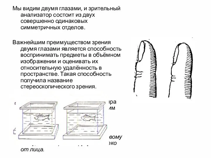 Мы видим двумя глазами, и зрительный анализатор состоит из двух совершенно