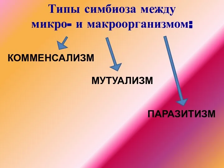 Типы симбиоза между микро- и макроорганизмом: КОММЕНСАЛИЗМ МУТУАЛИЗМ ПАРАЗИТИЗМ