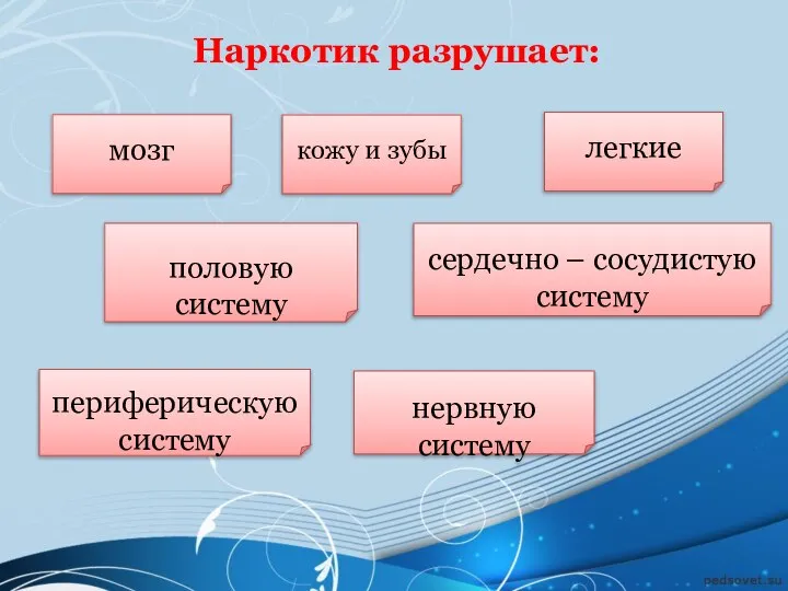 Наркотик разрушает: мозг периферическую систему сердечно – сосудистую систему половую систему