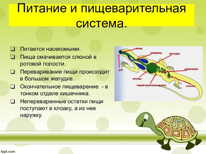 Питание и пищеварительная система. Питается насекомыми. Пища смачивается слюной в ротовой