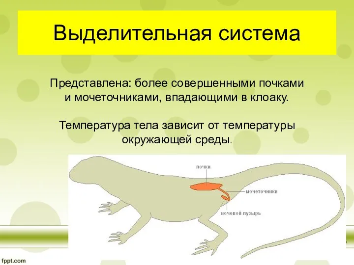 Выделительная система Представлена: более совершенными почками и мочеточниками, впадающими в клоаку.