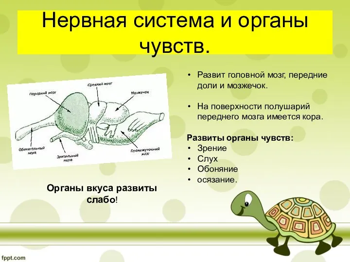 Нервная система и органы чувств. Развит головной мозг, передние доли и