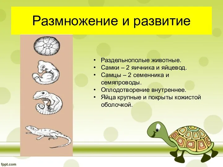 Размножение и развитие Раздельнополые животные. Самки – 2 яичника и яйцевод.