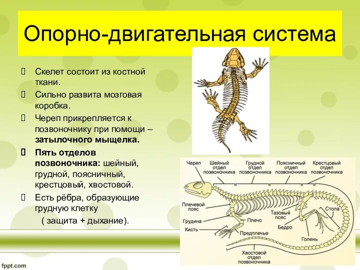 Опорно-двигательная система Скелет состоит из костной ткани. Сильно развита мозговая коробка.