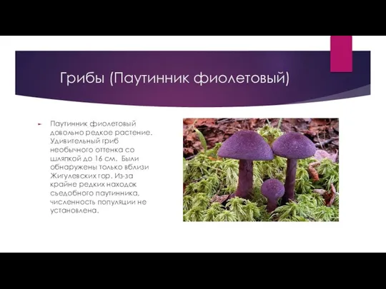 Грибы (Паутинник фиолетовый) Паутинник фиолетовый довольно редкое растение. Удивительный гриб необычного