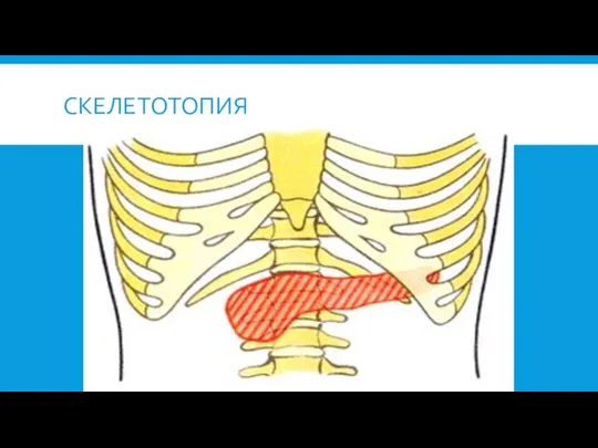 СКЕЛЕТОТОПИЯ