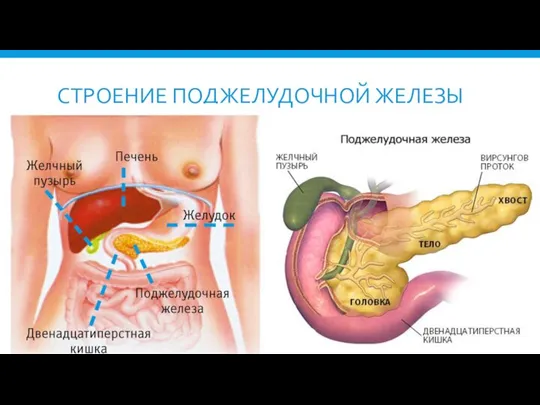 СТРОЕНИЕ ПОДЖЕЛУДОЧНОЙ ЖЕЛЕЗЫ