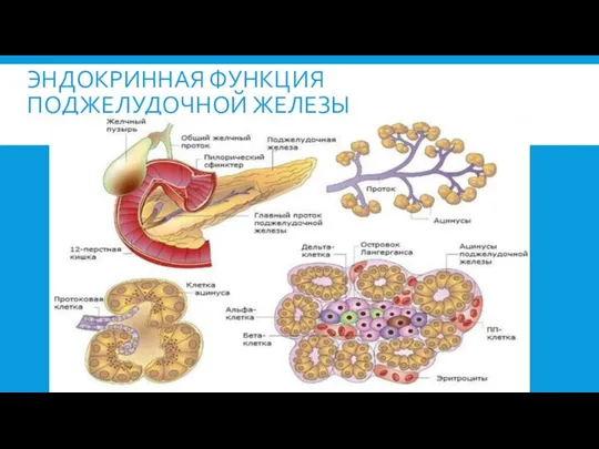 ЭНДОКРИННАЯ ФУНКЦИЯ ПОДЖЕЛУДОЧНОЙ ЖЕЛЕЗЫ