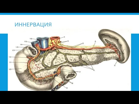 ИННЕРВАЦИЯ