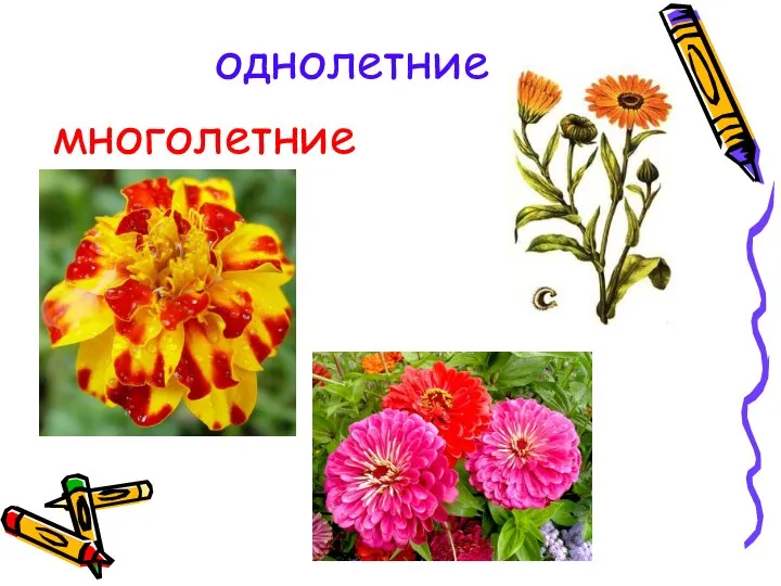 однолетние многолетние