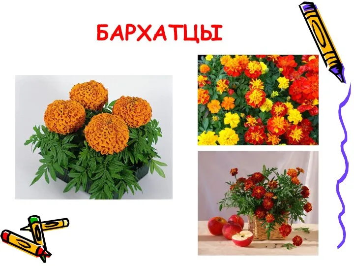 БАРХАТЦЫ