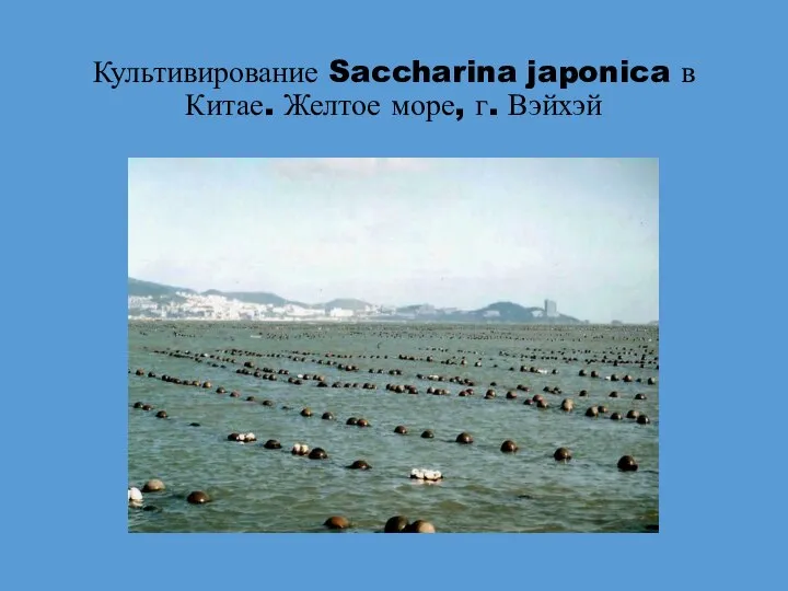 Культивирование Saccharina japonica в Китае. Желтое море, г. Вэйхэй