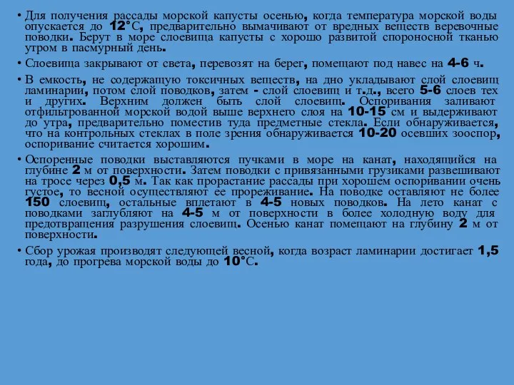 Для получения рассады морской капусты осенью, когда температура морской воды опускается