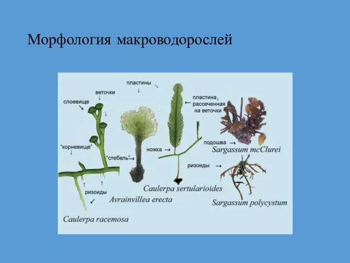 Морфология макроводорослей