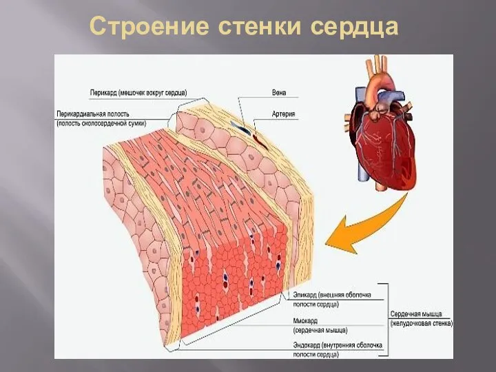 Строение стенки сердца