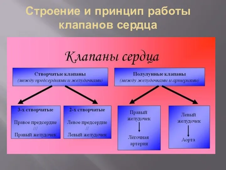 Строение и принцип работы клапанов сердца