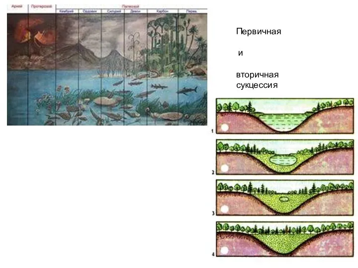 Первичная и вторичная сукцессия