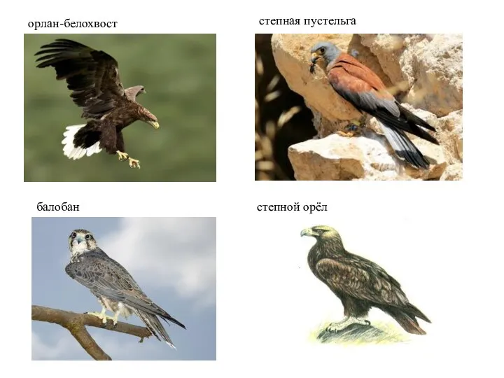 орлан-белохвост степная пустельга балобан степной орёл
