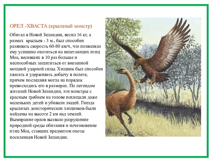 ОРЕЛ -ХВАСТА (крылатый монстр) Обитал в Новой Зеландии, весил 16 кг,